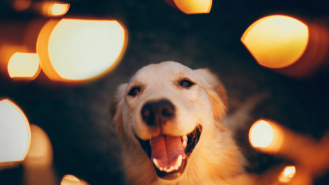 Pet Emergency: Recognizing Signs and Taking Action