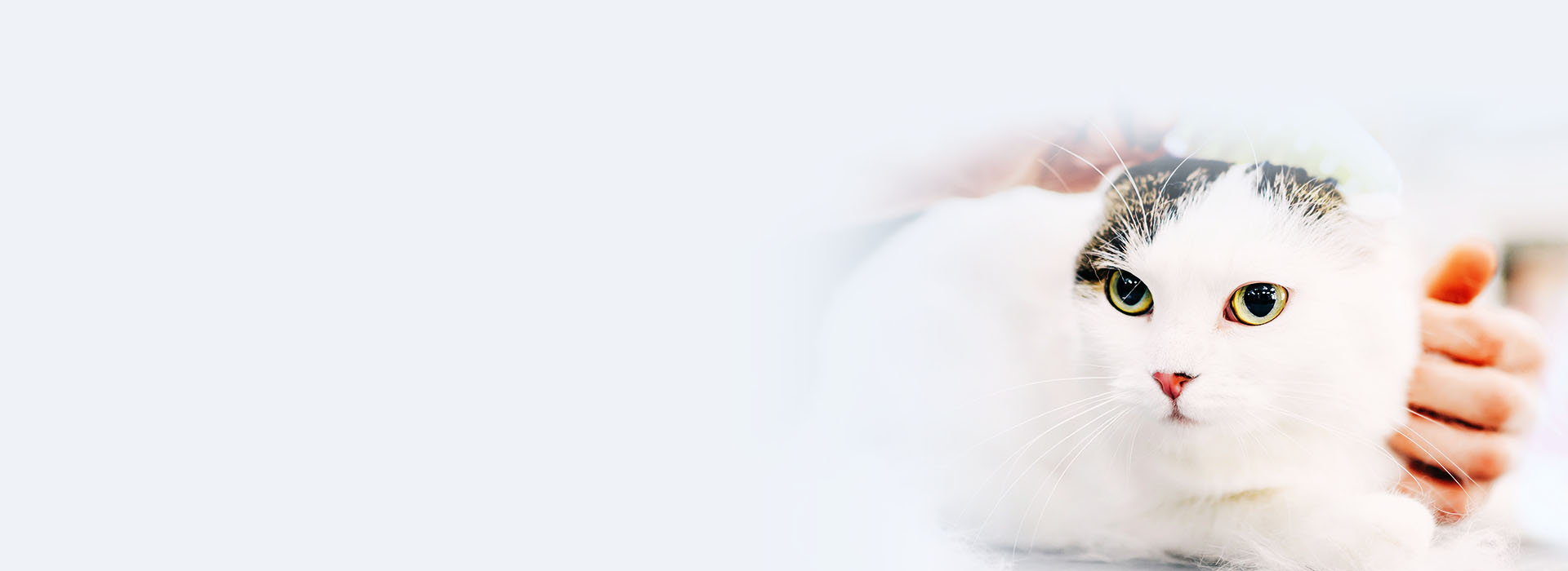 pet groomer brushing a cat