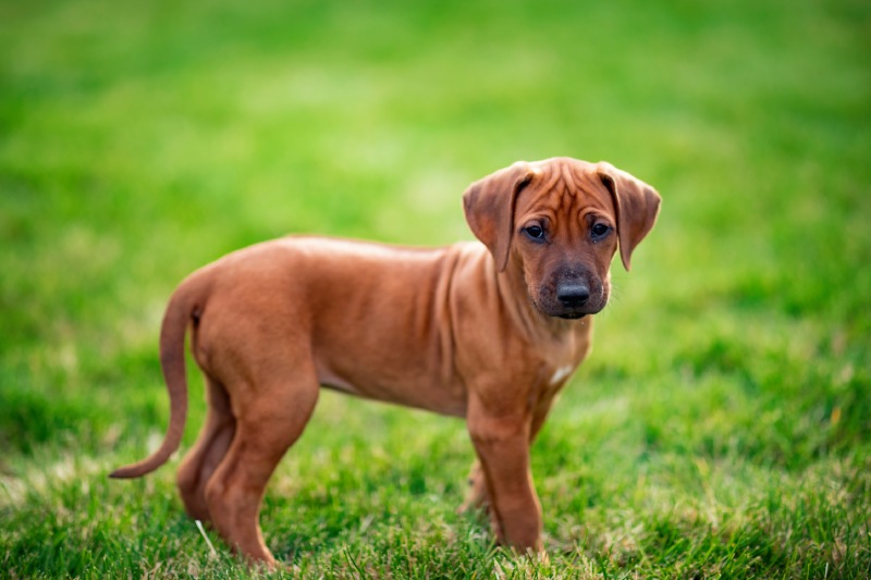 Brown puppy standing on grass and looking at the camera.