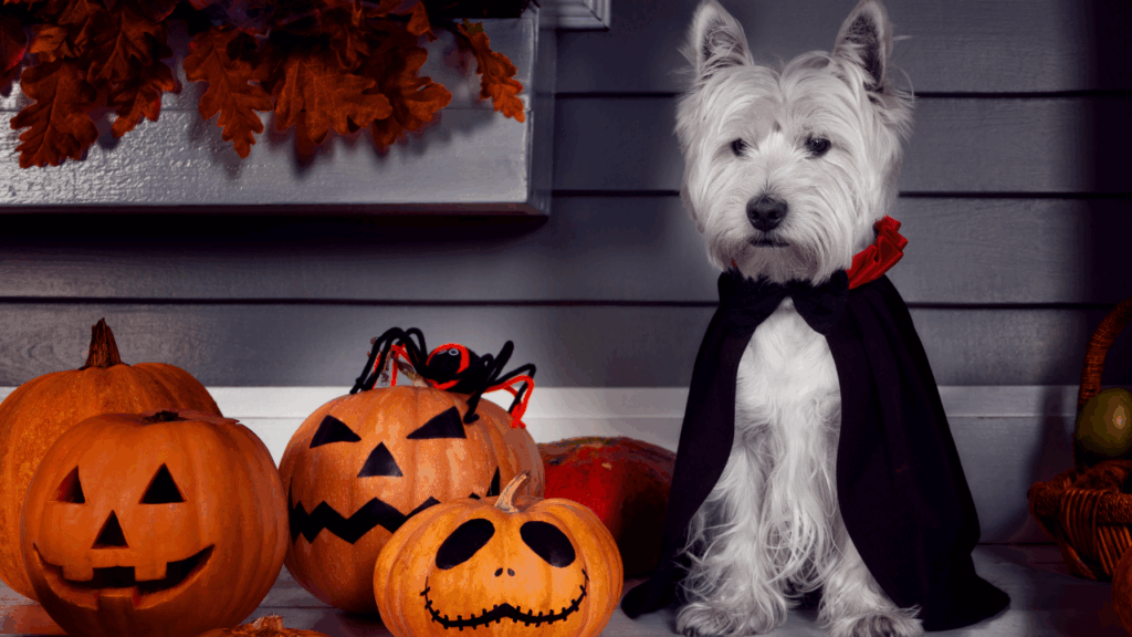 White dog in a black cape sitting beside carved pumpkins and a decorative spider.