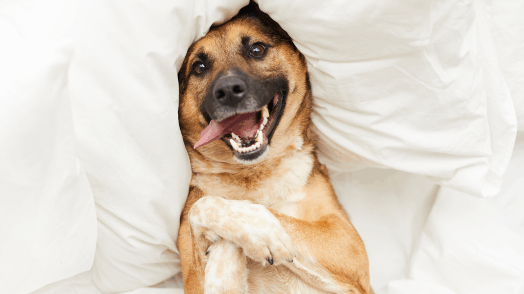 Dog wrapped in white sheets with a joyful expression and tongue out.