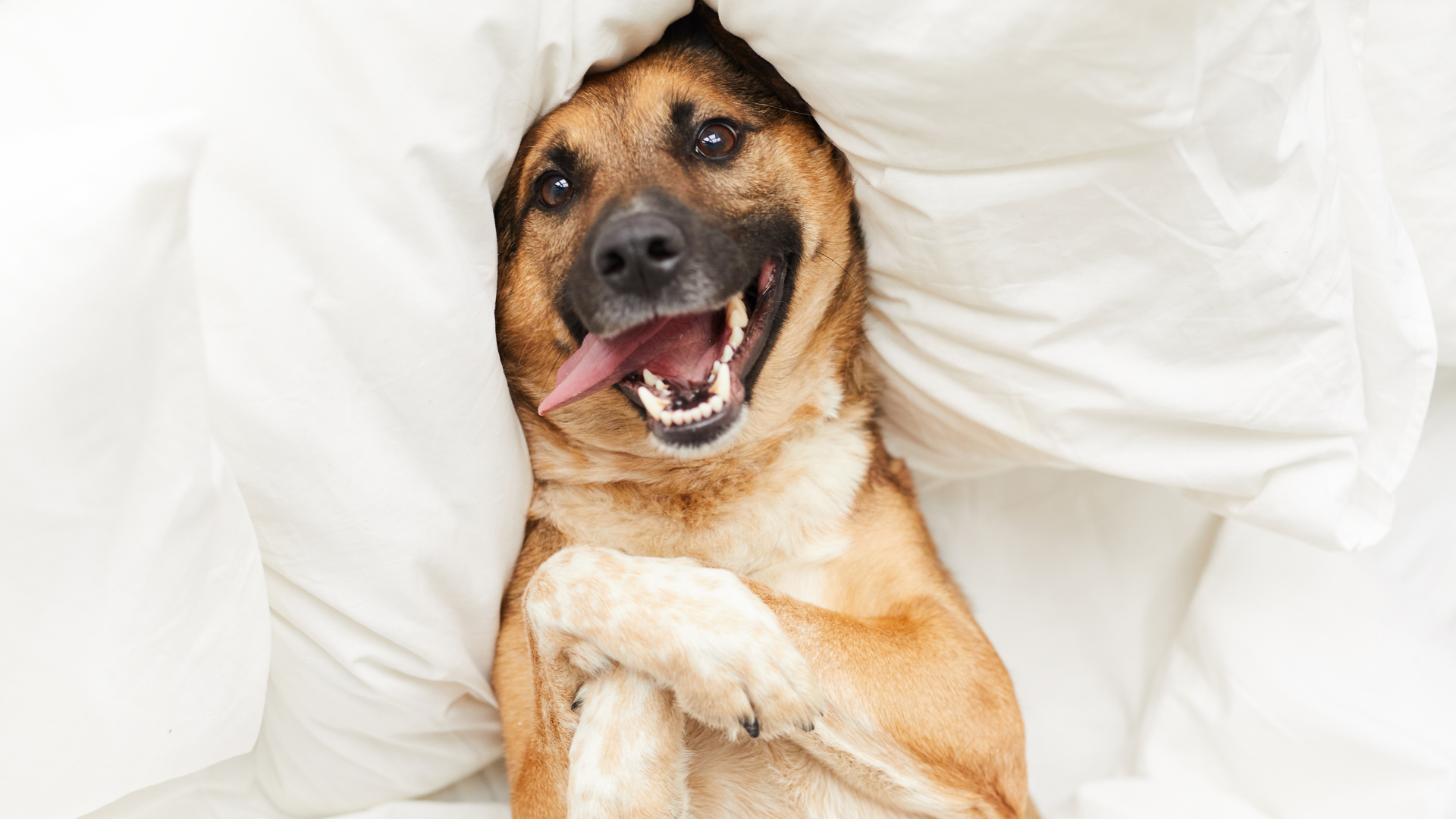Dog wrapped in white sheets with a joyful expression and tongue out.