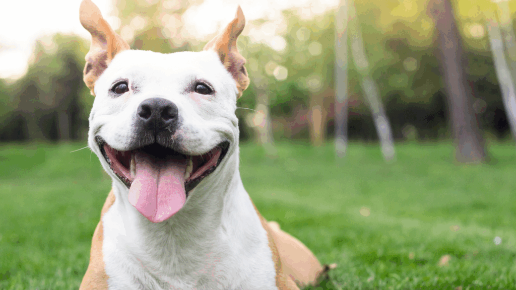 Happy dog with a big smile and floppy ears in a grassy field.