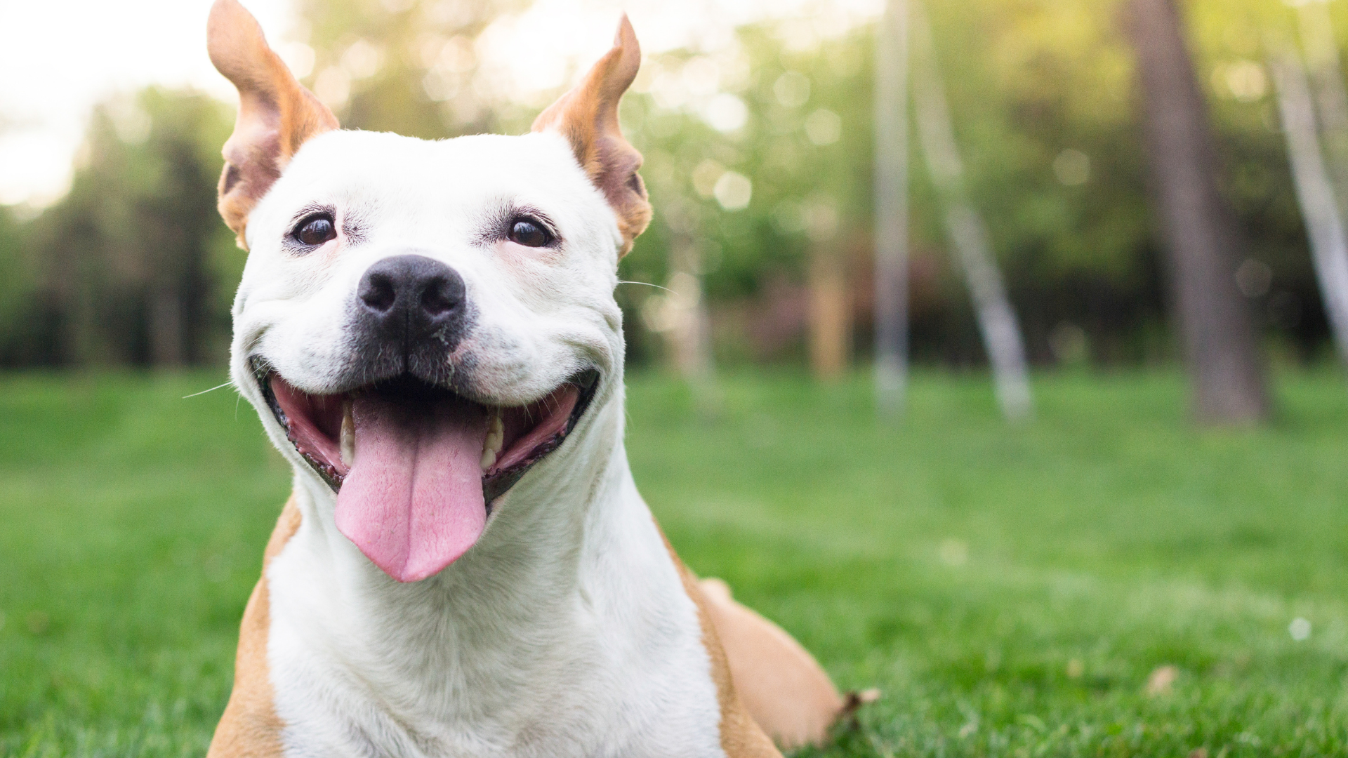 Happy dog with a big smile and floppy ears in a grassy field.