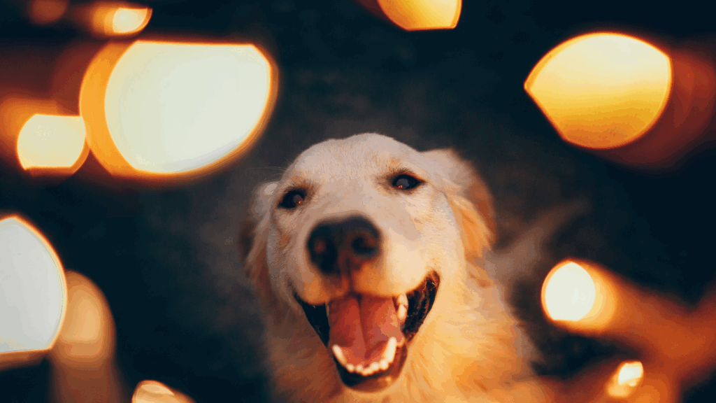 Golden retriever smiling with warm light bokeh around its head.