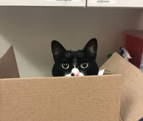 Black and white cat peeking out from a cardboard box.