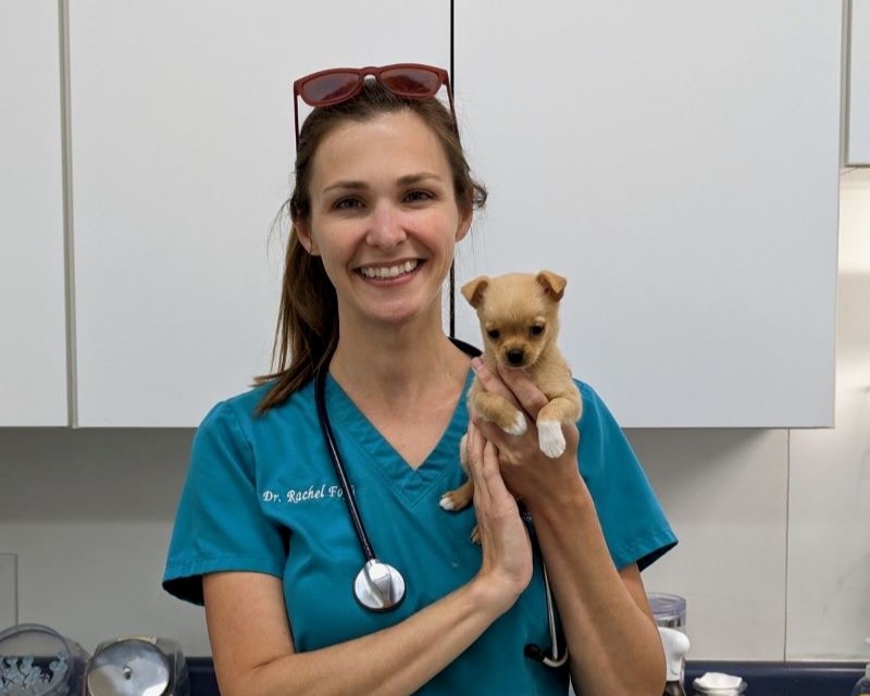 Female veterinarian holding a small puppy in a clinic.