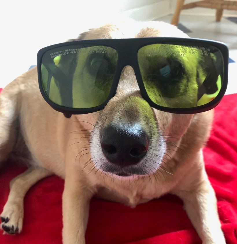 Dog wearing oversized sunglasses lying on a red surface.