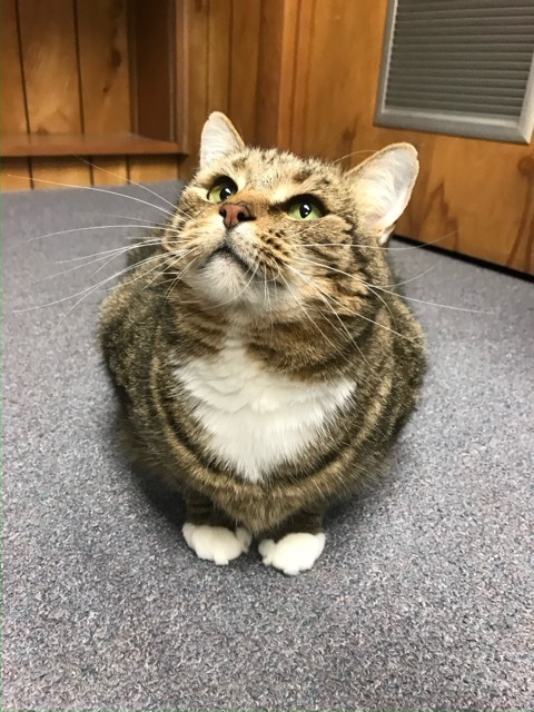 Tabby cat with green eyes looking up, sitting on a gray carpet.