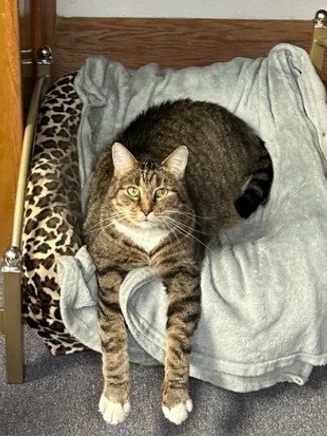 A tabby cat lounging on a grey draped chair with a leopard print cushion.