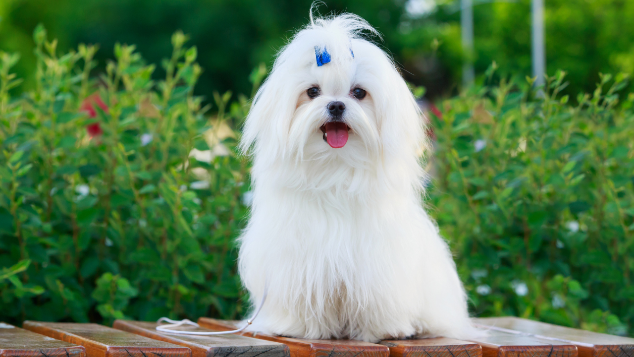 A fluffy white dog with a blue bow on its head sitting on a bench.