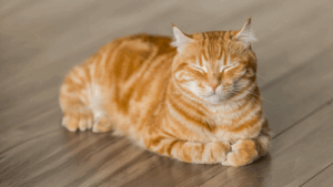Orange tabby cat sitting with eyes closed on a wooden floor.