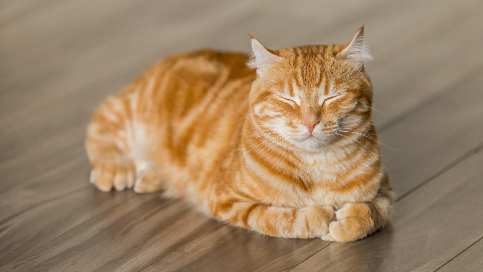 Orange tabby cat sitting with eyes closed on a wooden floor.