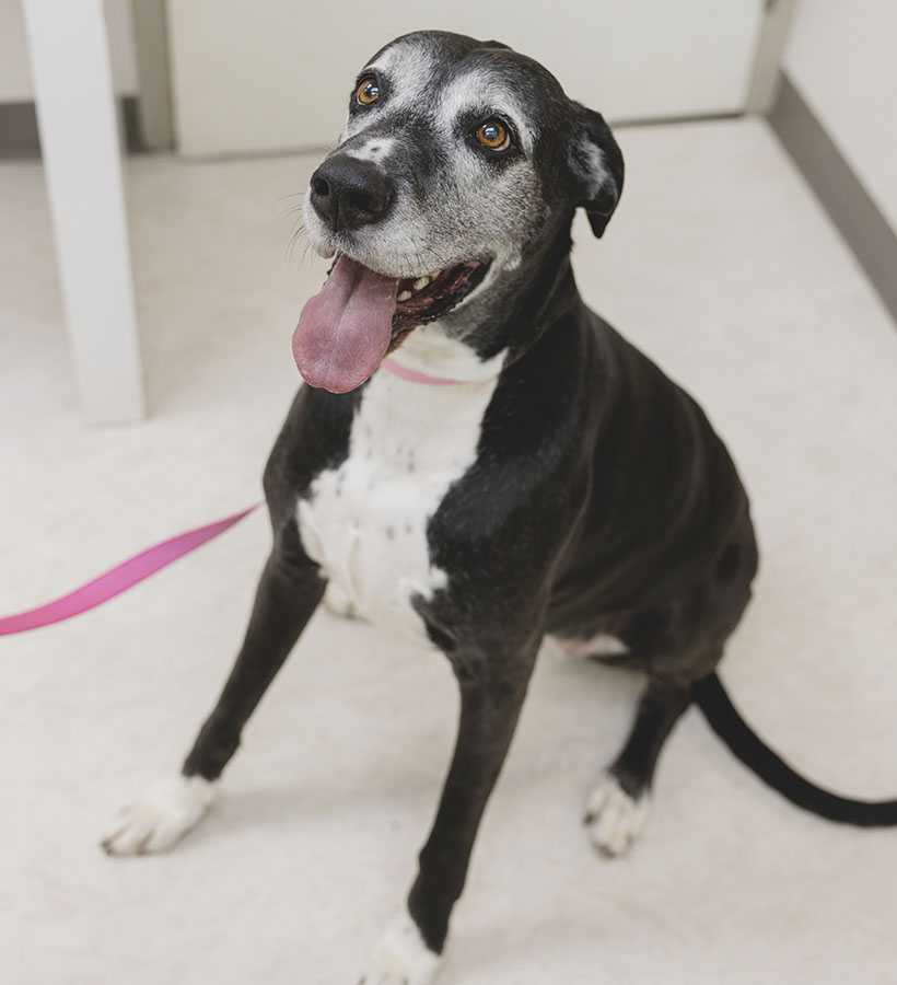 Happy black and white dog with a pink leash sitting indoors.