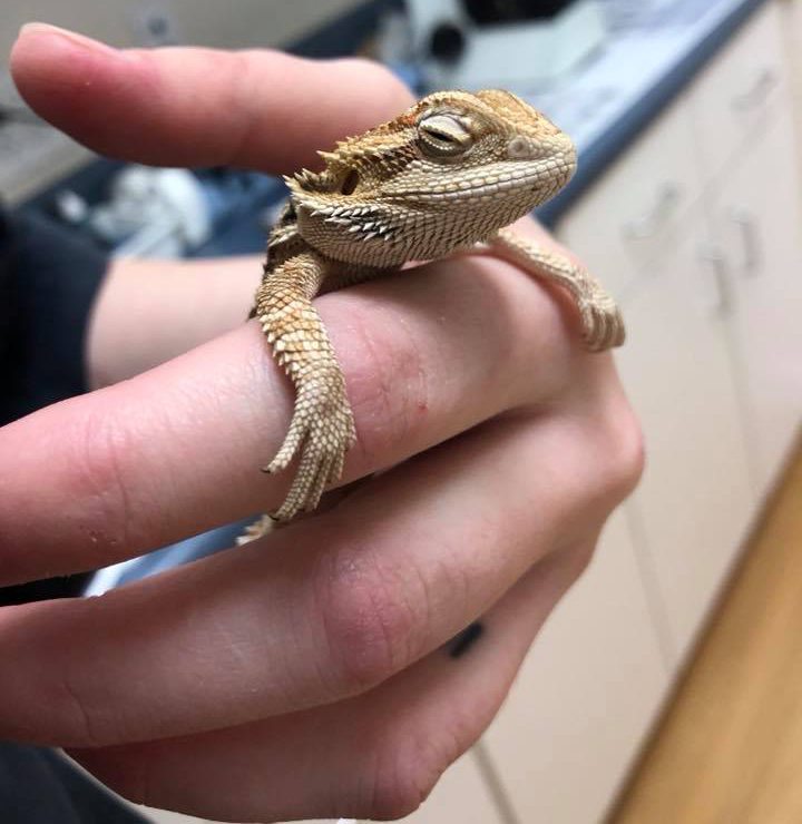 A small bearded dragon perched calmly on a person's finger.
