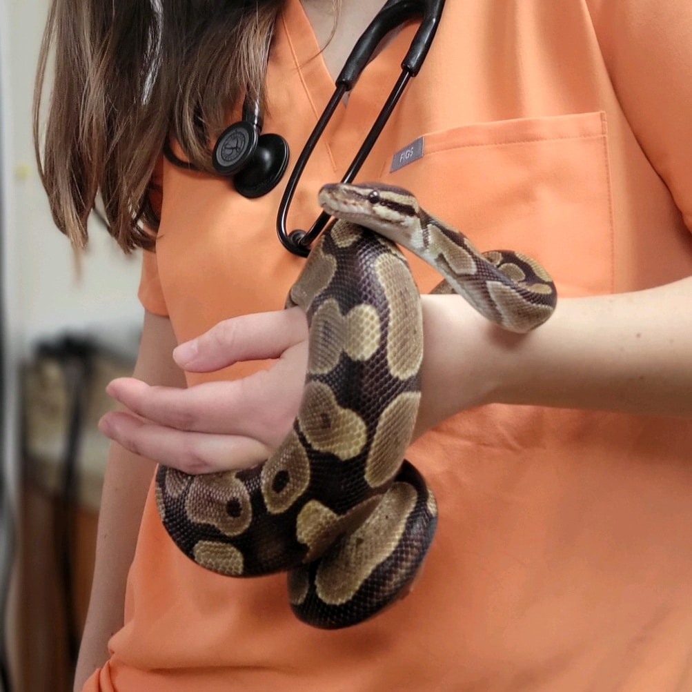 Woman in orange scrubs holding a brown patterned python with a stethoscope around her neck.