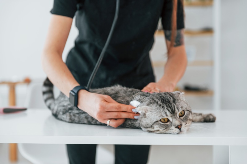 Veterinarian examining a grey tabby cat with a stethoscope on a white table.