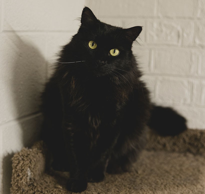 Black cat with striking yellow eyes sitting against a white brick wall.