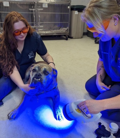 Two veterinarians in goggles treat a bulldog with a light therapy device.