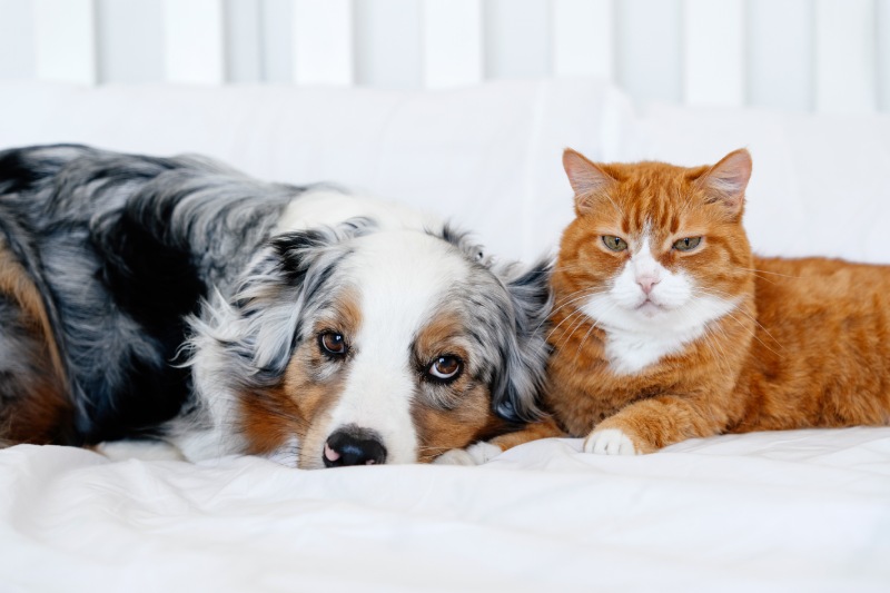 Australian Shepherd and orange tabby cat lying together on a white bed.