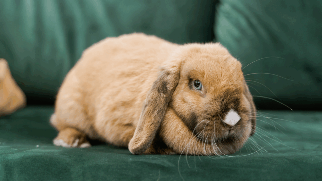 A brown lop-eared rabbit lying on a green sofa.