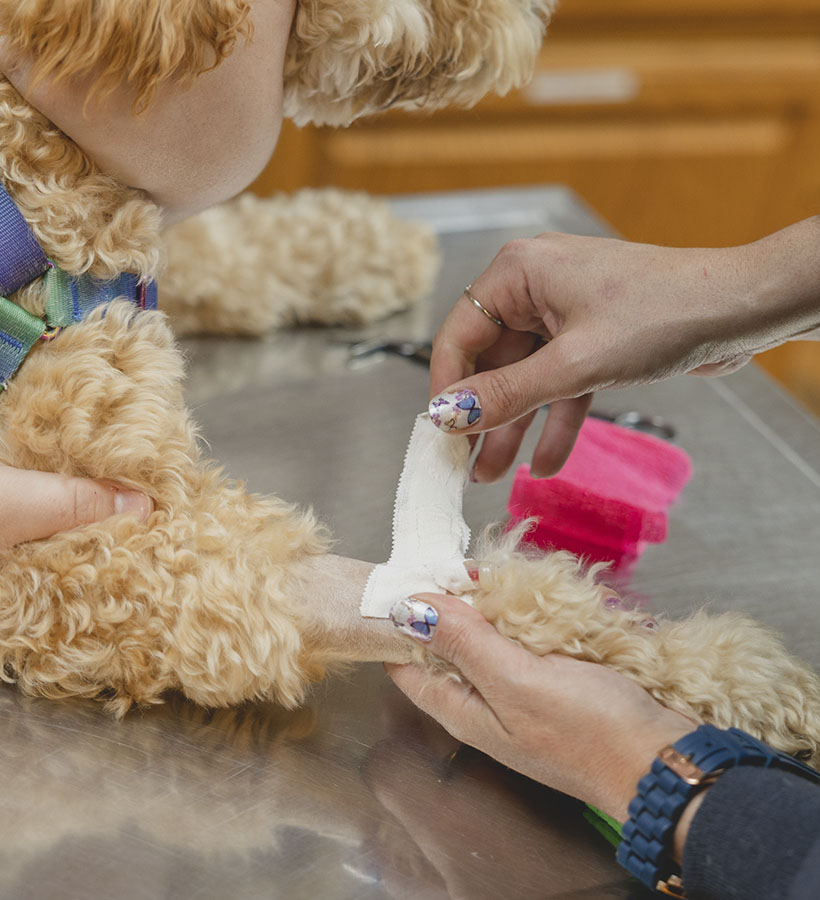 Hands bandaging the leg of a small dog as another dog and person watch.