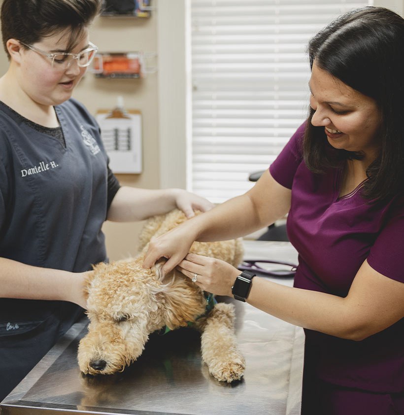 Two veterinarians examining a golden doodle on a clinic table.