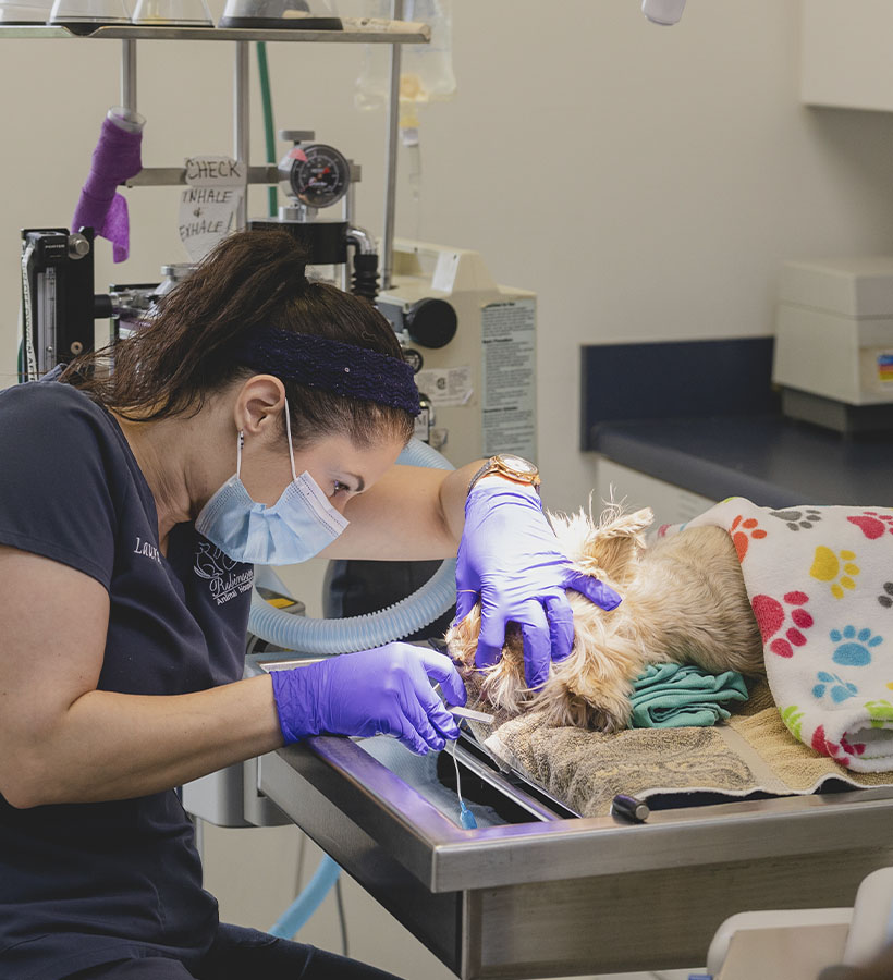 Veterinarian performing a dental checkup on a small dog in a clinic.