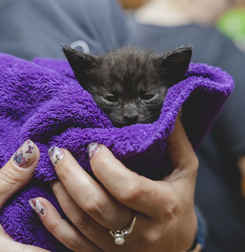 Small black kitten wrapped in a purple towel, held by hands with floral nail art.