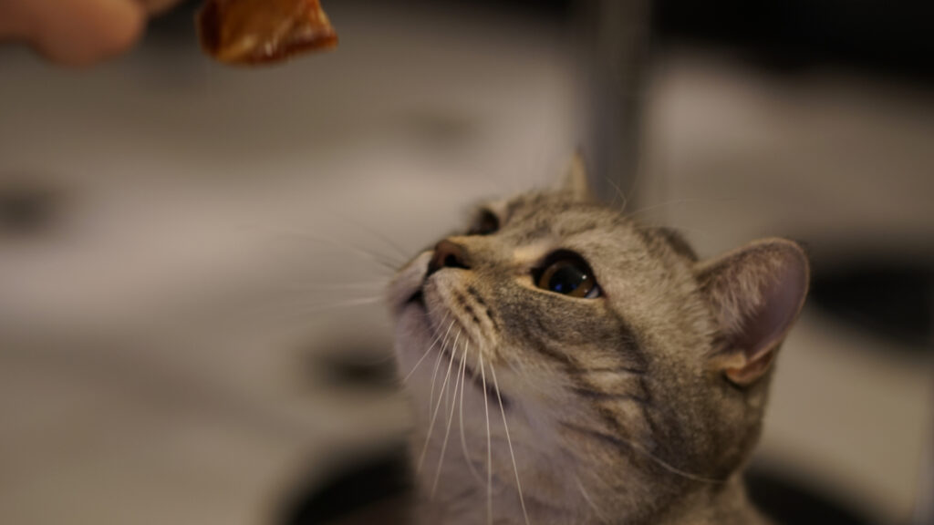 Cat gazing up at a treat held by a human hand.