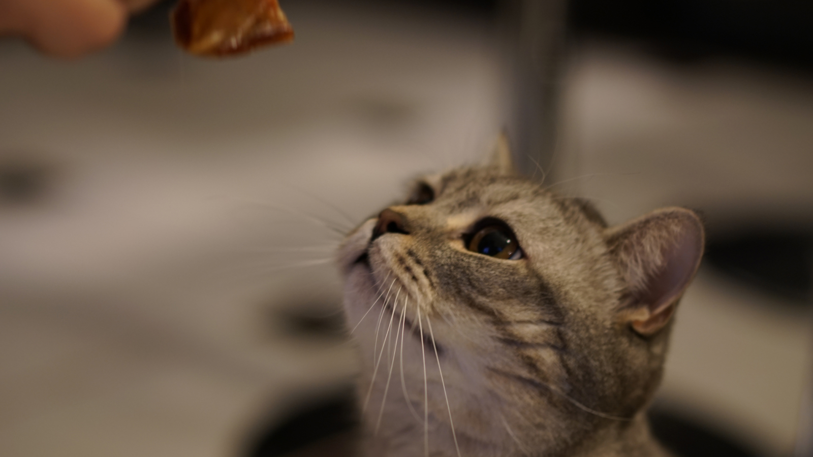 Cat gazing up at a treat held by a human hand.