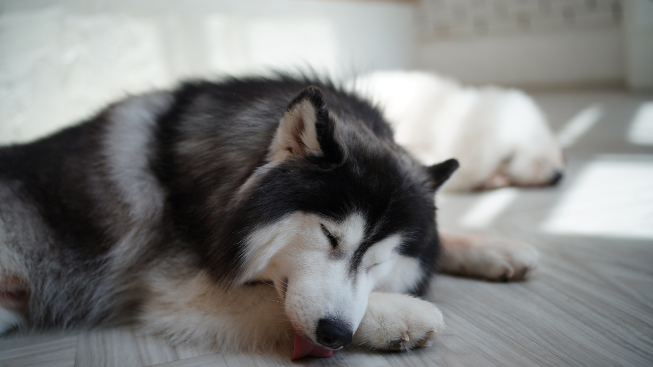 Two dogs sleeping on the floor, one with its tongue out.