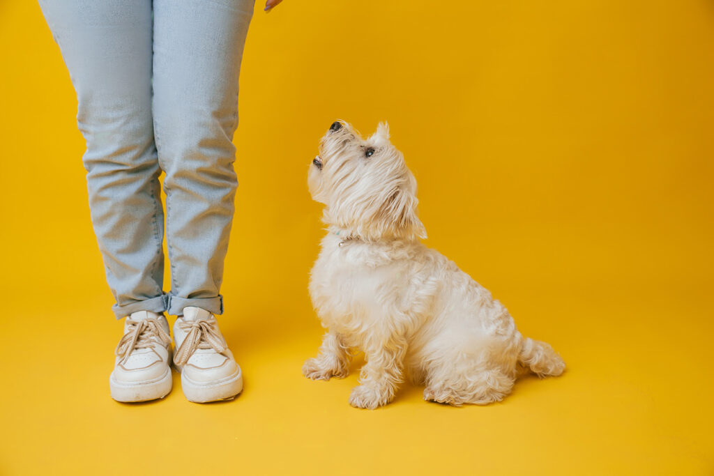 west-highland-white-terrier-standing-next-to--1024x683