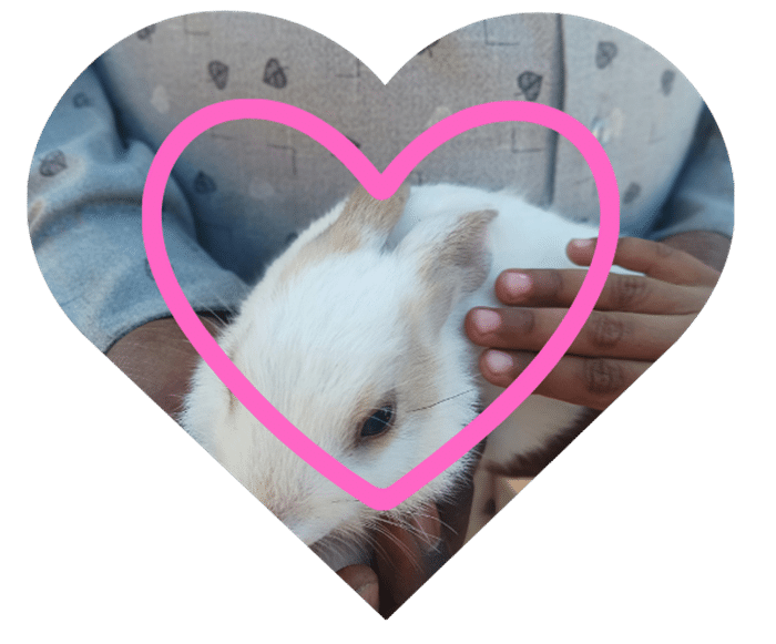 Child holding a rabbit with care, like how Robinson Animal Hospital in Johnson City, TN cares for companion animals