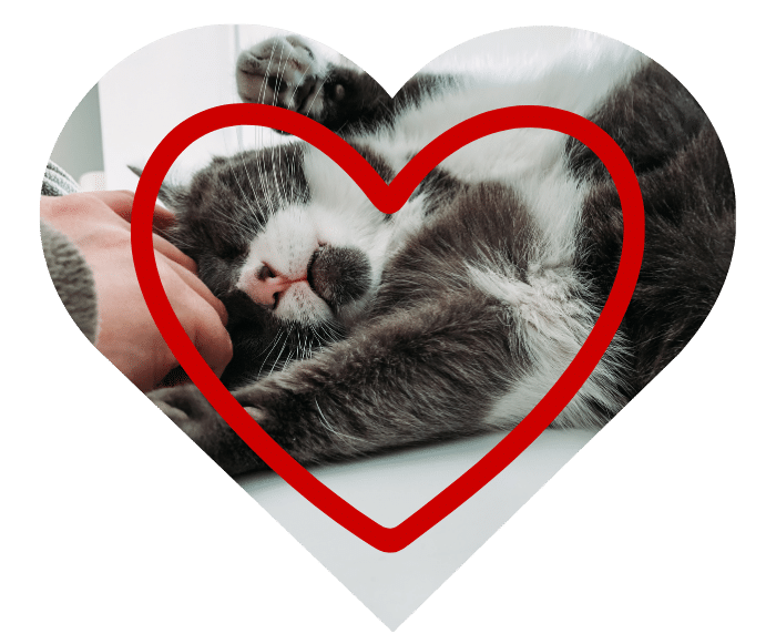 Person petting a cat, promoting healthy daily routines at Robinson Animal Hospital