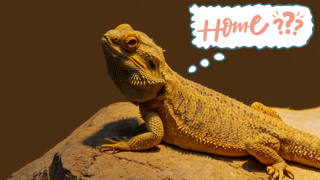 Bearded dragon thinking about home representing new exotic pet preparation in Johnson City, TN